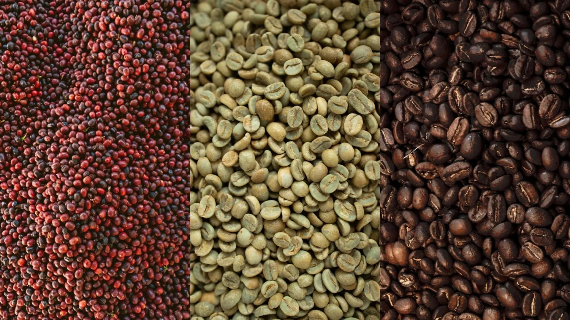 Green and roasted Yemeni Arabica beans