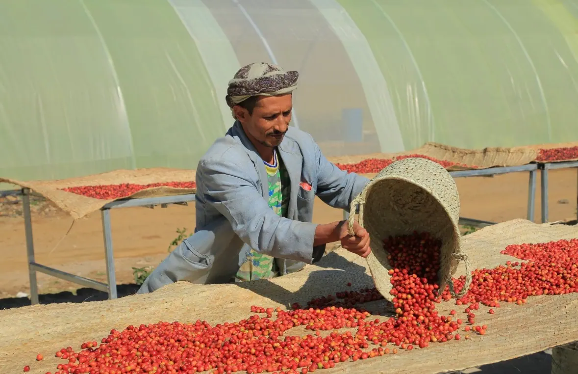 Yemeni farmer holding ripe coffee cherries