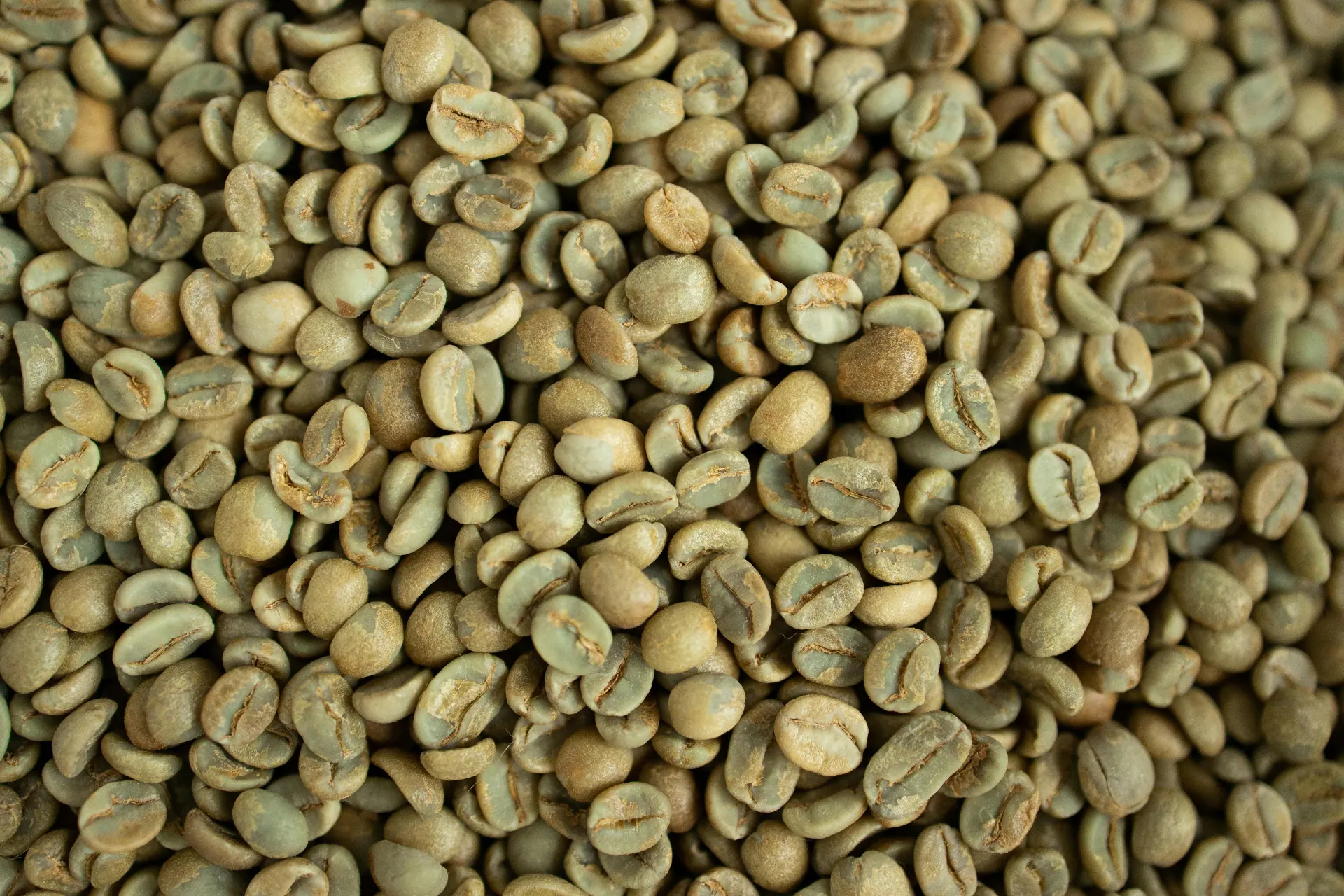 Coffee cherries drying on raised beds in Yemen